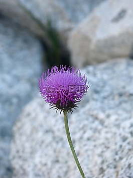 野生花卉,岩,美