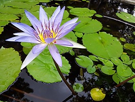 蓮花,植物,素材