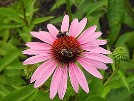 太陽(yáng)帽子,大黃蜂,蜜蜂