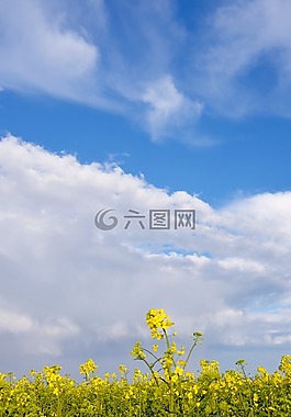 油菜,天空,黃色