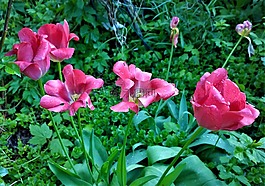郁金香,鮮花,花園