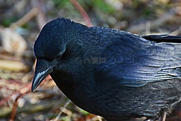 烏鴉,鳥,黑色