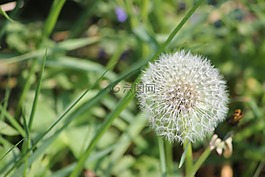 廠,性質(zhì),花