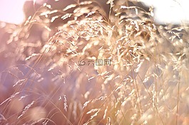 自然,太陽,夏天