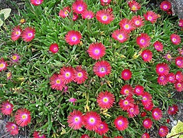 鮮花,秋季,葉