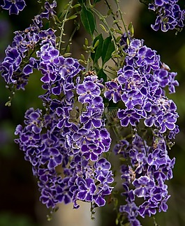durranta,鮮花,紫色