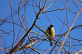 山雀,鳥,鳴鳥
