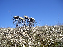 silberdisteln,薊,廠