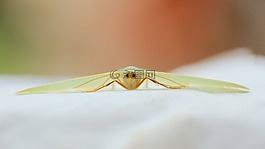 蛾,綠色,特寫