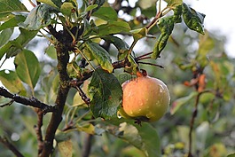 蘋(píng)果,水果,樹(shù)