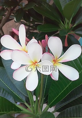 花,白,植物