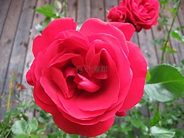 玫瑰,花,性質(zhì)