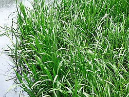 草,蔺,植被