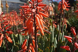 野生花卉,夏天,花的