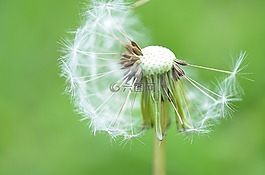 蒲公英,花,自然