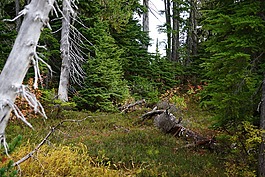 高寒草甸,草甸,高山