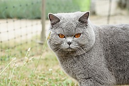 男性,英国,短毛猫