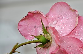 玫瑰,花,粉紅色