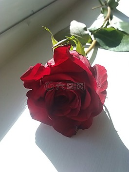 紅色,玫瑰,浪漫