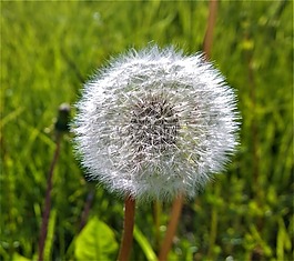 蒲公英,雜草,子房