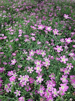 鮮花,盛開,花園