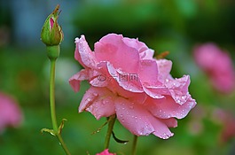 玫瑰,花,粉紅色