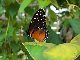蝴蝶,昆蟲,動物