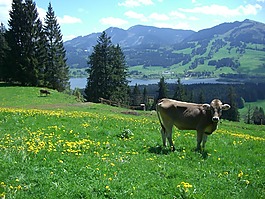 ellegghoehe,gruentensee,高山指出