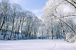 冬季,雪,景觀