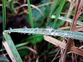 水分,草,自然