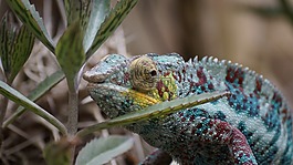 動物園,變色龍,性質(zhì)