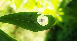 葉,孔,葉子
