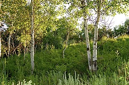 樺木,brkenwald,樹木