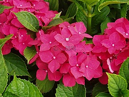 八仙花,紅色,花