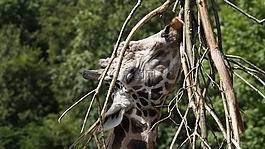 長頸鹿,動物園,野生動物攝影