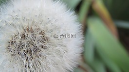 白,植物,蒲公英