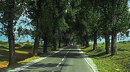 公園,樹,自然