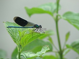 蜻蜓,昆蟲(chóng),動(dòng)物