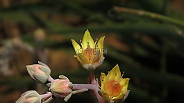 黃色,花,多彩