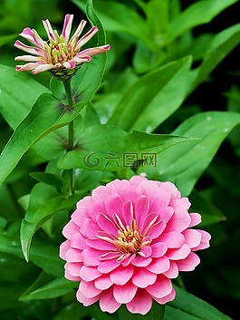 花,性質(zhì),廠