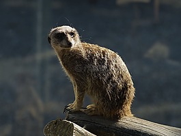 动物,suricate,suricata
