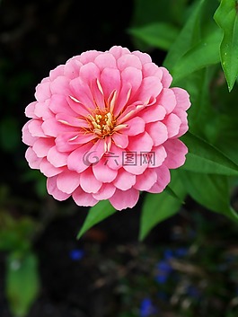 花,性質(zhì),廠