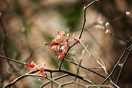 花,印度花卉,拉賈斯坦花