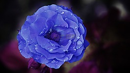 玫瑰,花,藍(lán)色