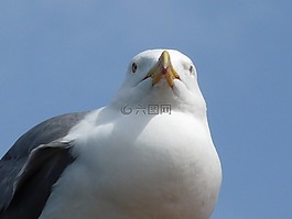 海鷗,夏季,海