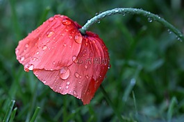 罌粟,春花,klatschmohn