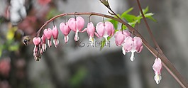蜜蜂,鮮花,春