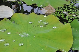 鮮花,自然,植物