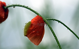 罌粟,春花,klatschmohn