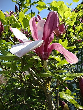 百合,開花,關(guān)閉